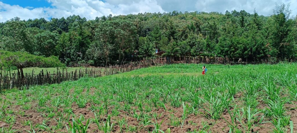 Kongasis Climate smart forages in Abossi Demo farm, Narok County, kenya