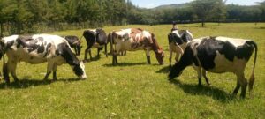 whatsapp image 2025 05 18 at 12.24.37