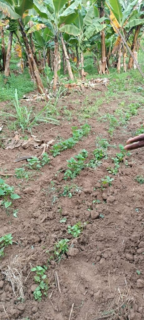 whatsapp image 2025 08 14 at 11.02.34