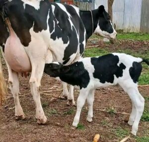 AI Artificial Insemination in Abossi
