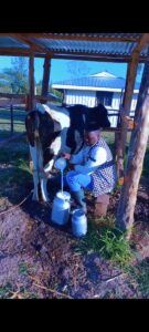 Milk aggregation, farmers cooperative in Abossi